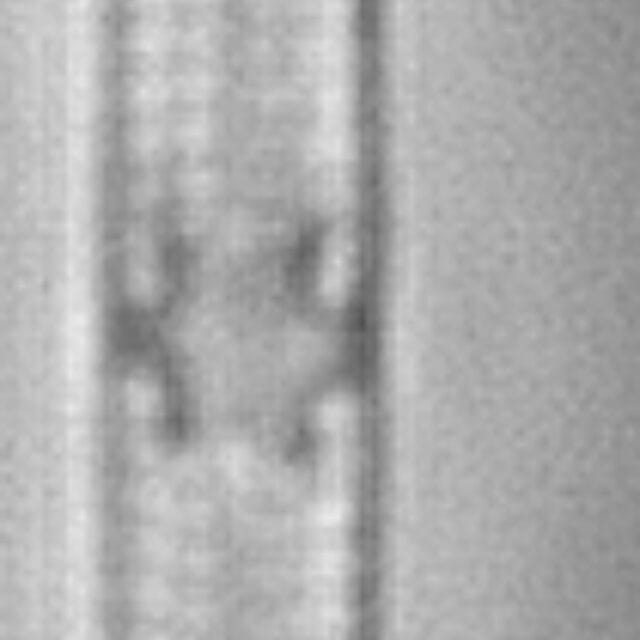 Tursiocola gracilis LM1