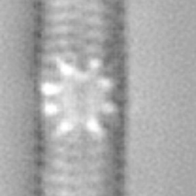 Tursiocola gracilis LM2