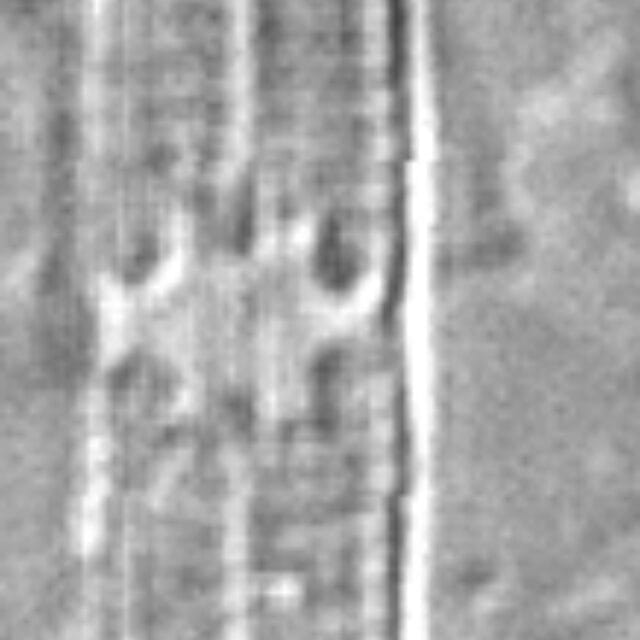Tursiocola gracilis LM3