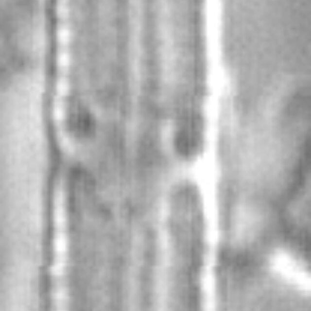 Tursiocola gracilis LM4