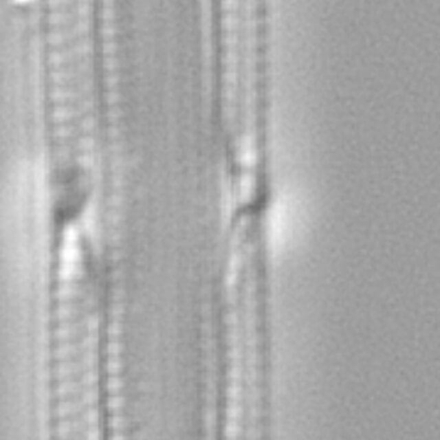 Tursiocola gracilis LM6