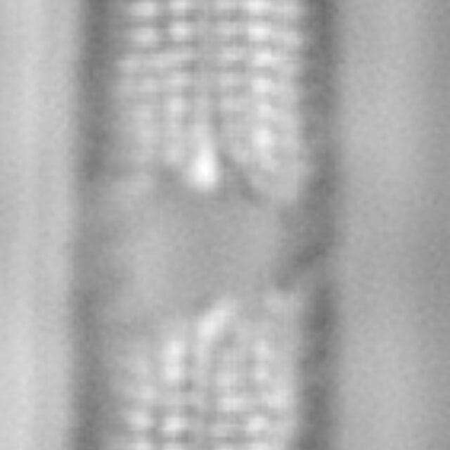 Tursiocola varicopulifera LM3