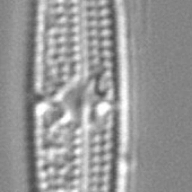 Tursiocola ziemanii LM3