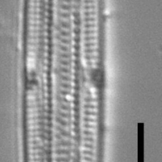 Tursiocola ziemanii LM5