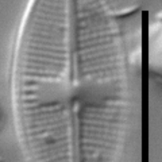 Psammothidium nivale LM6