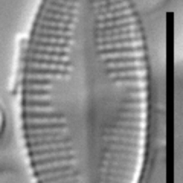 Psammothidium nivale LM7