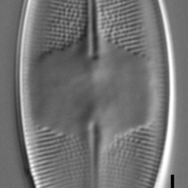 Eucocconeis americana LM1