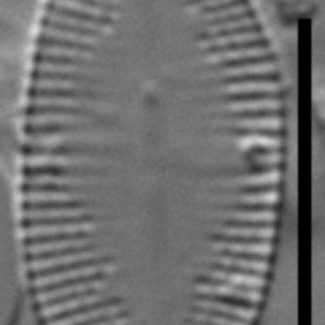 Psammothidium nivale LM1