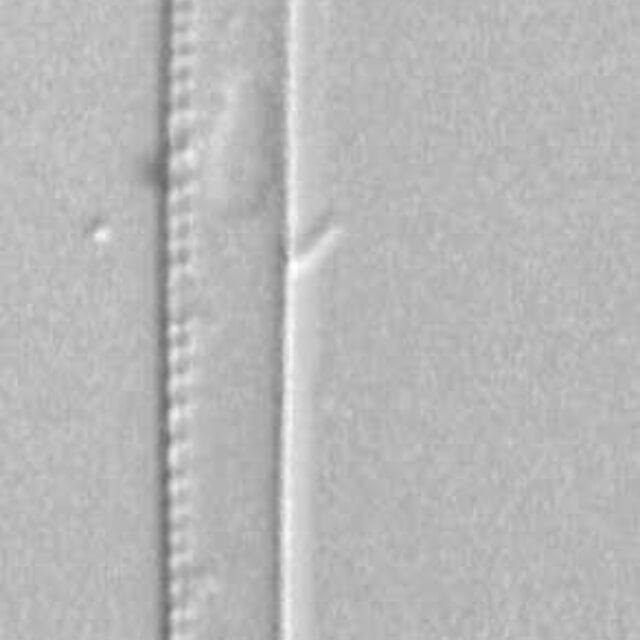 Nitzschia dravelleinsis LM1