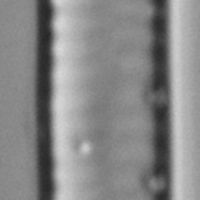 Ulnaria delicatissima LM4