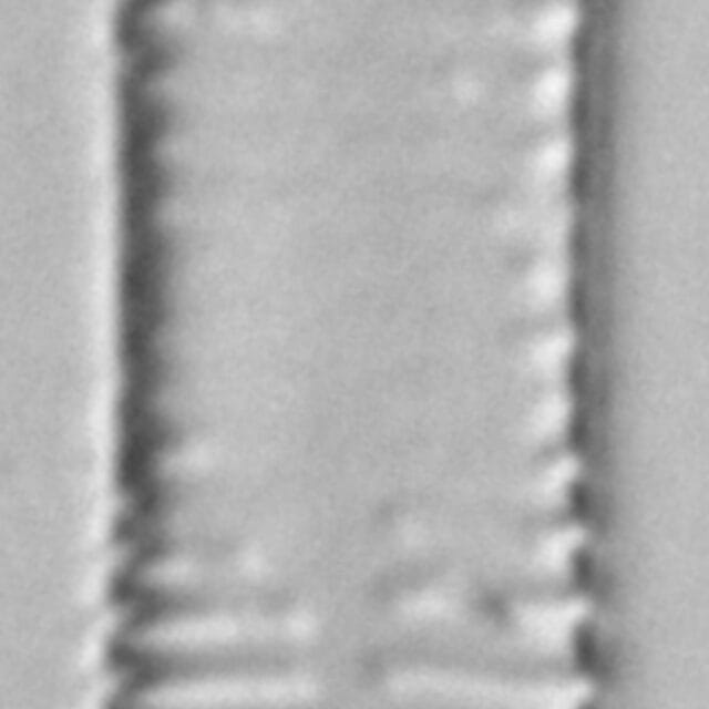 Ulnaria contracta LM7