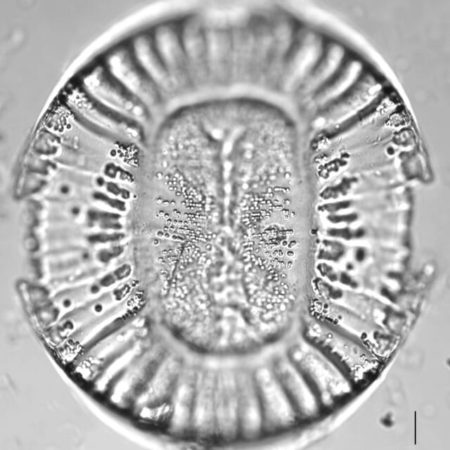 Campylodiscus clypeus_LM6