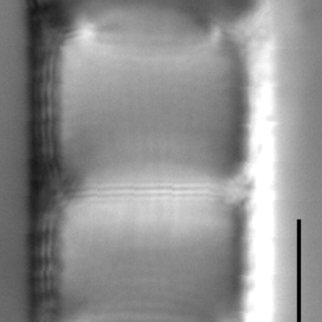Aulacoseira lirata LM4