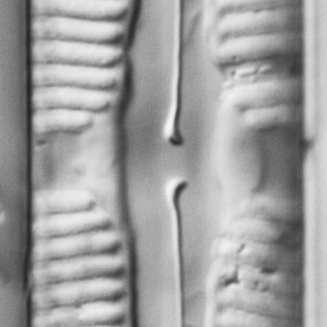 WALLINGFORD 12 T PIN31 3 edited