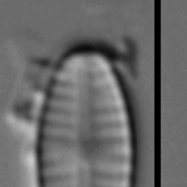 Sellaphora saugerresii LM2