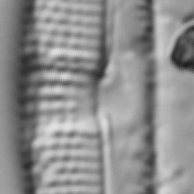 Halamphora bicapitata LM2