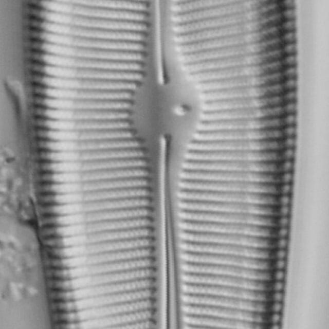 Gomphoneis herculeana var. abundans LM5