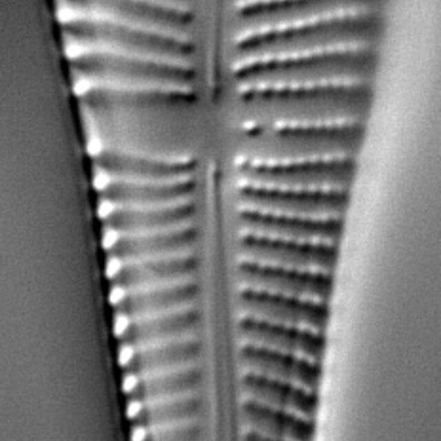 Gomphonema apicatum LM5