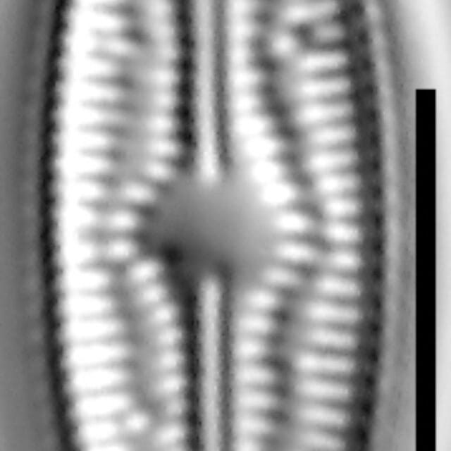 Brachysira confusa 003
