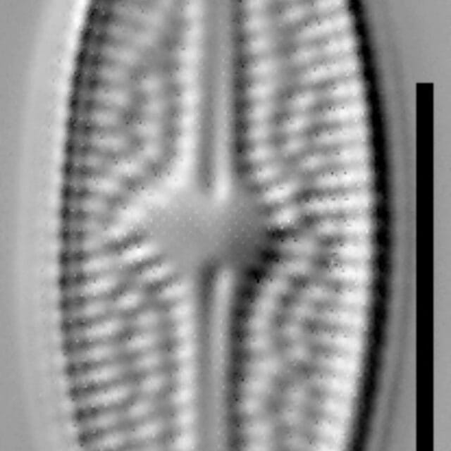 Brachysira confusa 007