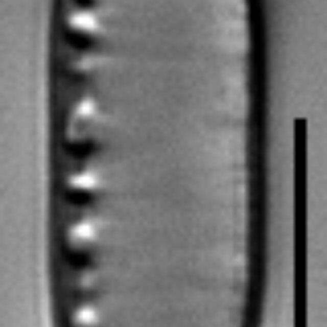 Brevissima Gc109965H003