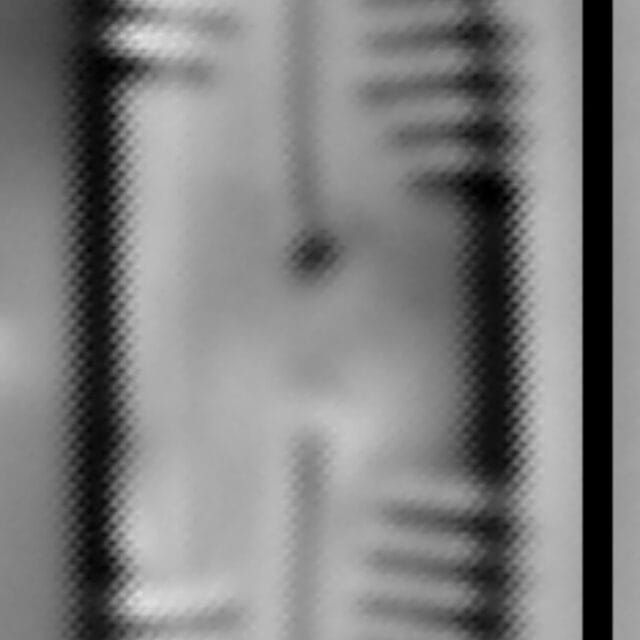 Caloneis bacillum LM2