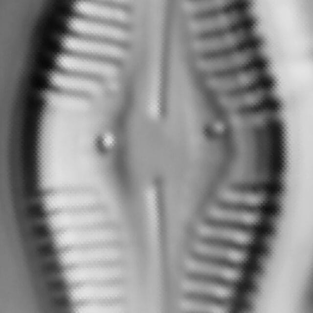 Caloneis Silicula 001