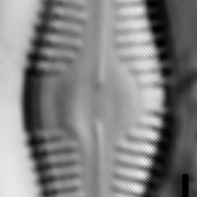 Caloneis Silicula 005