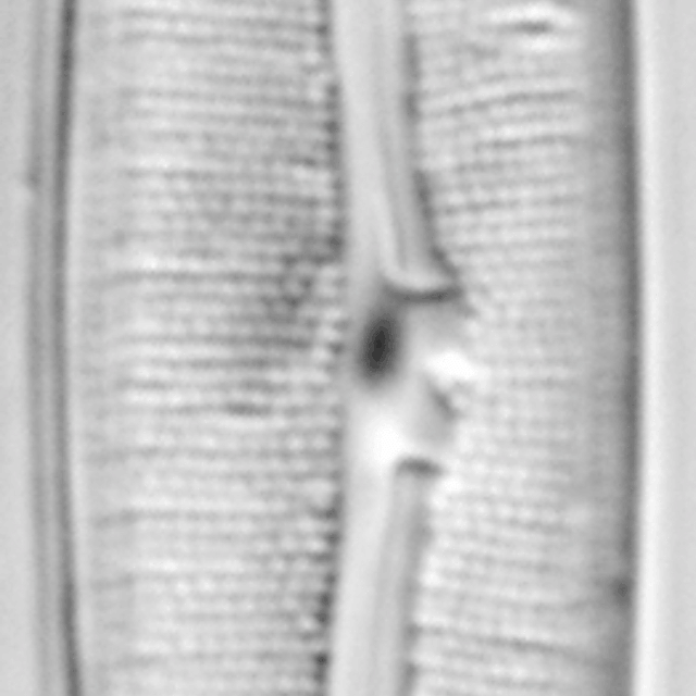 Fragilara capitata LM1