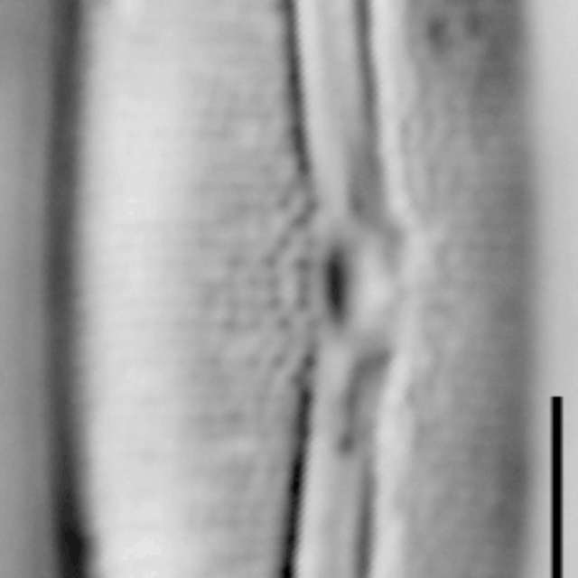 Fragilara capitata LM5