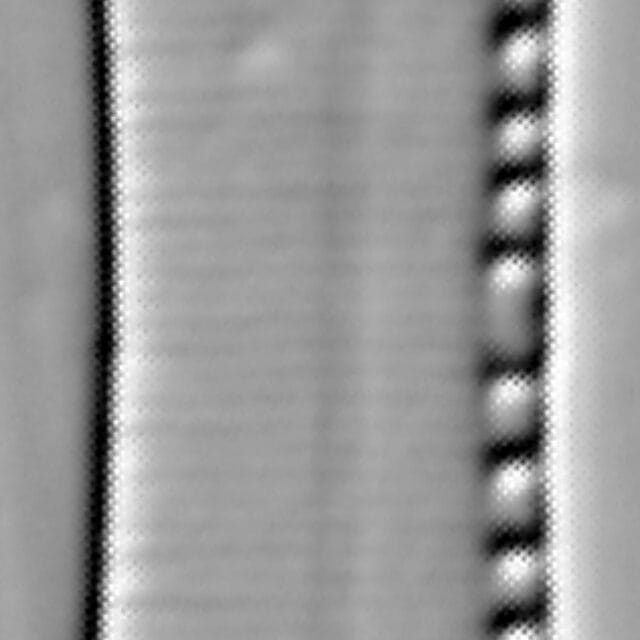 Nitzschia balcanica LM1