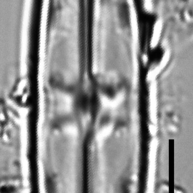 Caponea caribbea LM2