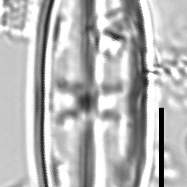 Caponea caribbea LM5