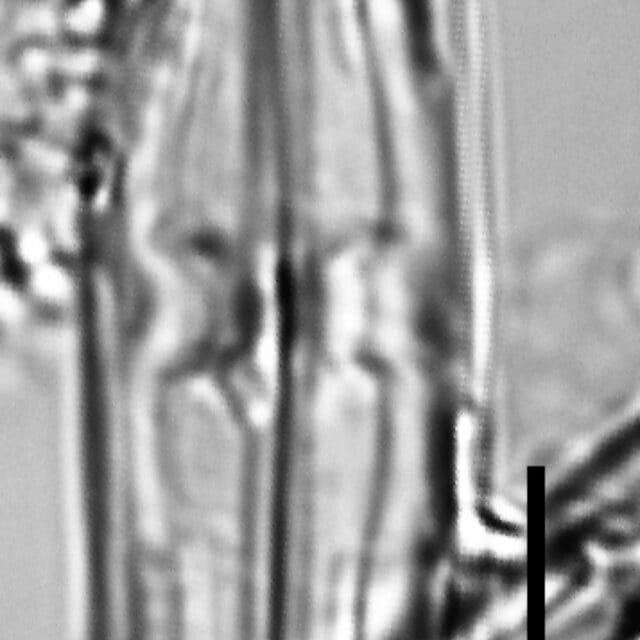 Caponea caribbea LM1