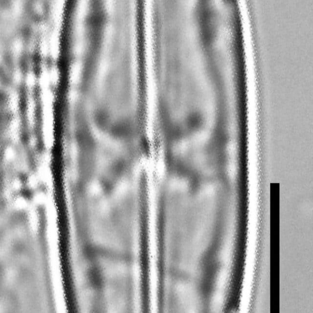 Caponea caribbea LM6