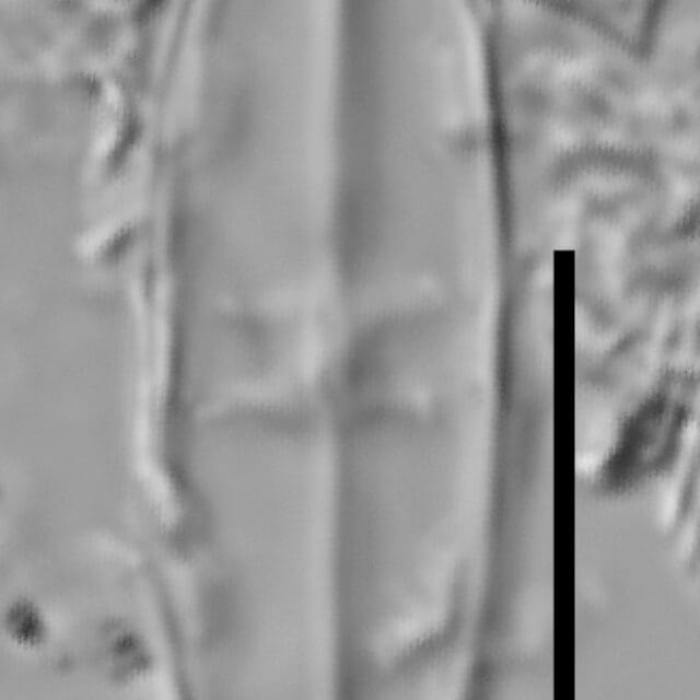 Caponea caribbea LM7