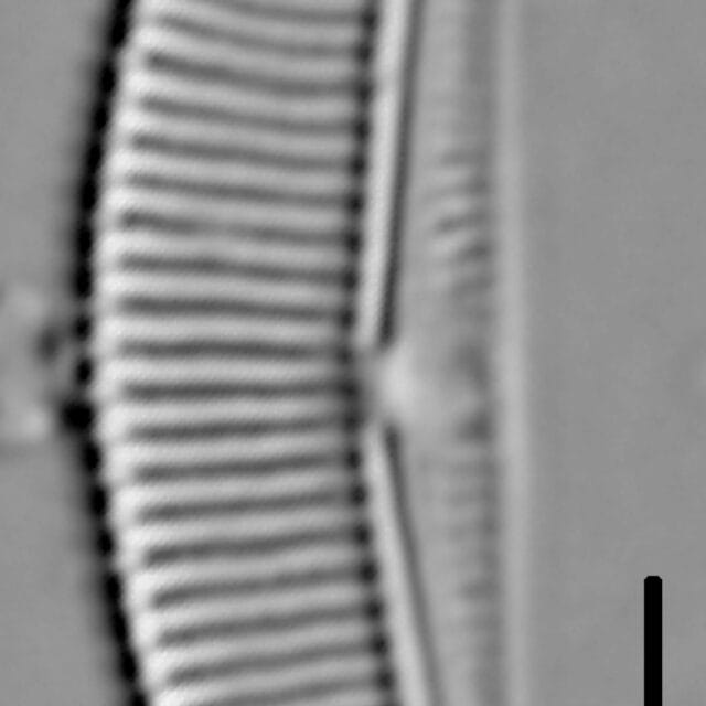 Halamphora coffeaeformis LM5