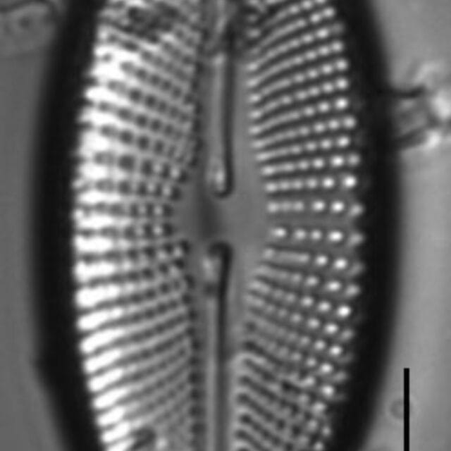 Cosmioneis reimeri LM7