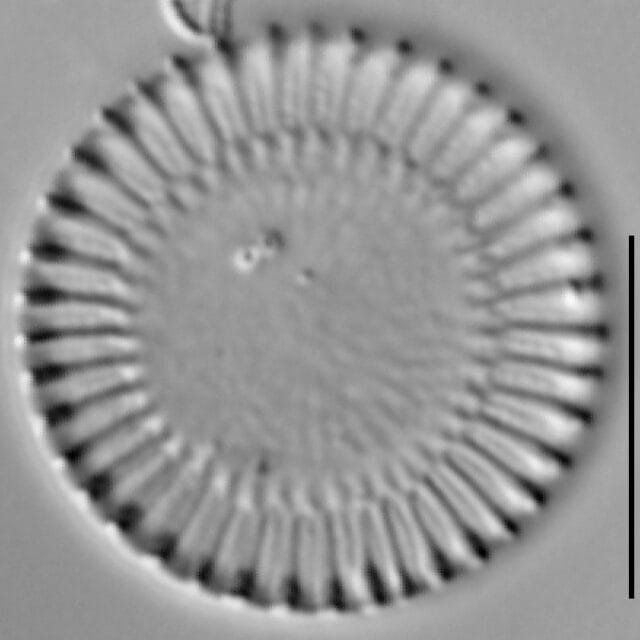 Cy Meneghiniana 15624A 09212015 07 Cl