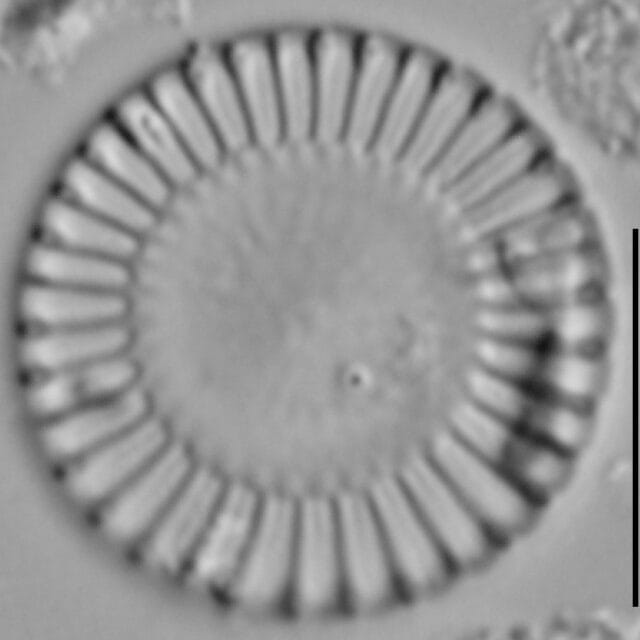 Cy Meneghiniana 15640A 10132015 08 Cl