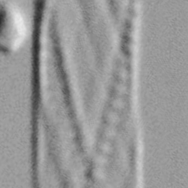 Cylindrotheca gracilis LM3
