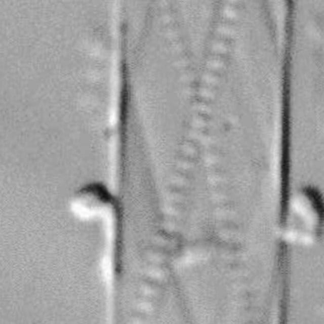 Cylindrotheca gracilis LM1