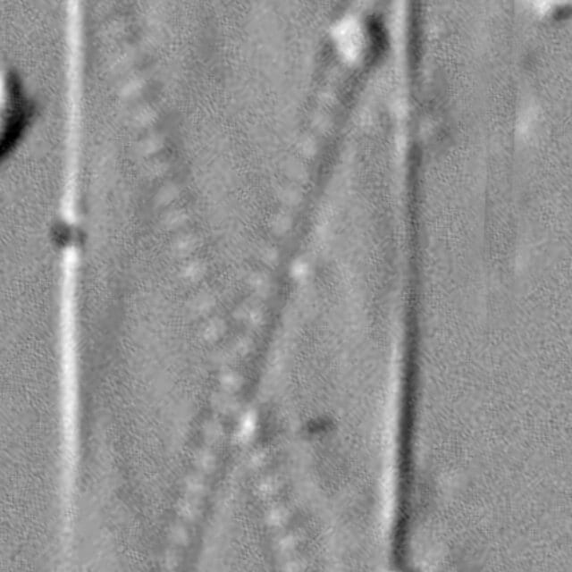 Cylindrotheca gracilis LM2