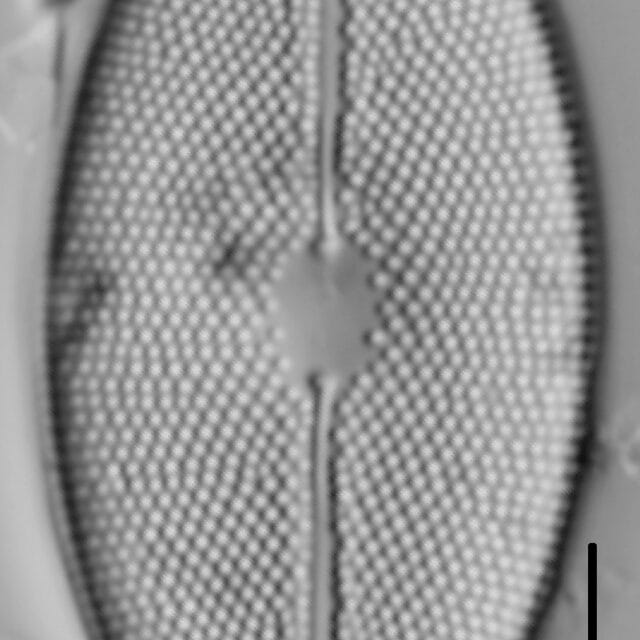 Decussata placentula LM6