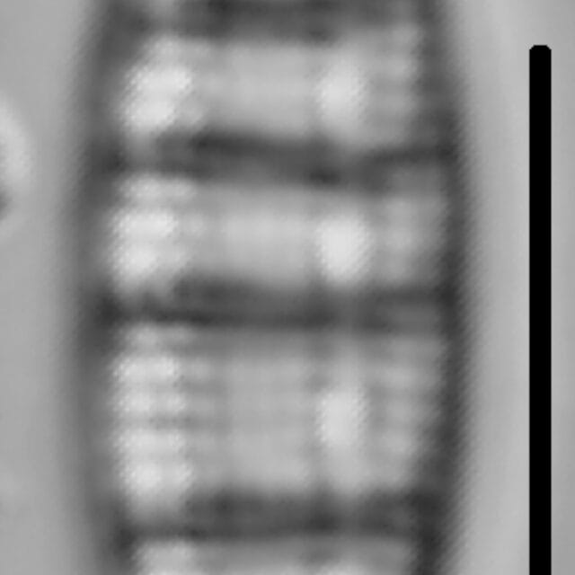 Denticula Tenuis 001