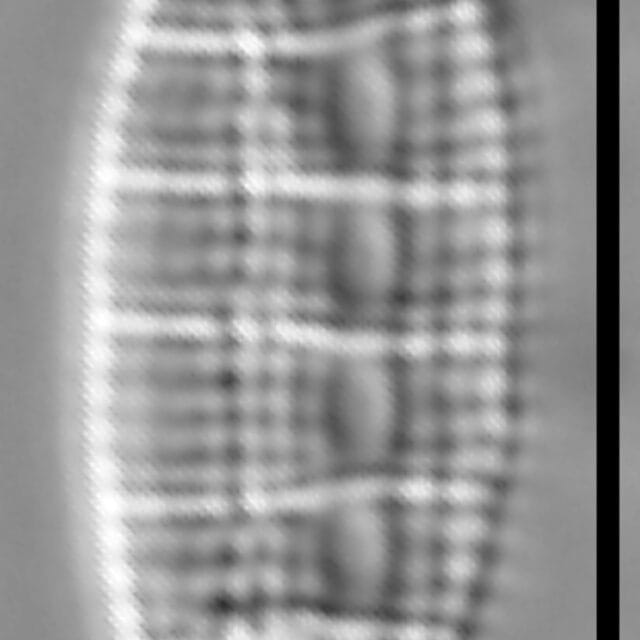 Denticula Tenuis 004
