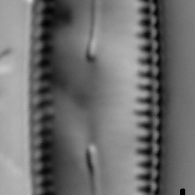 Diatomella balfouriana LM2