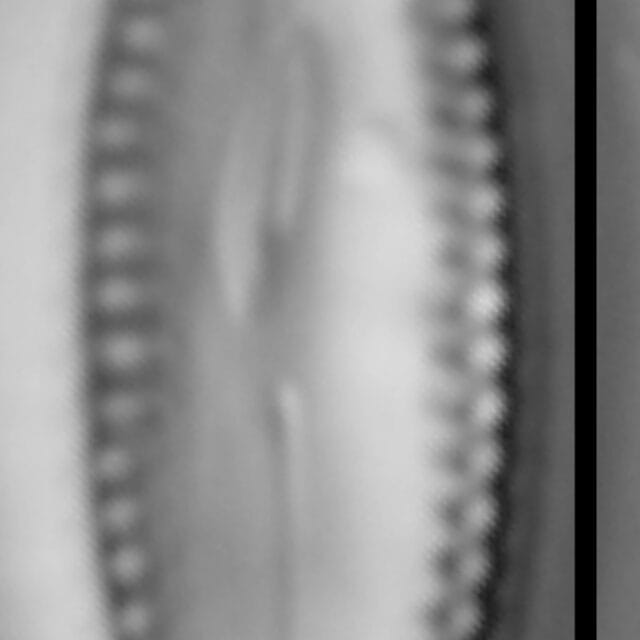 Diatomella balfouriana LM3