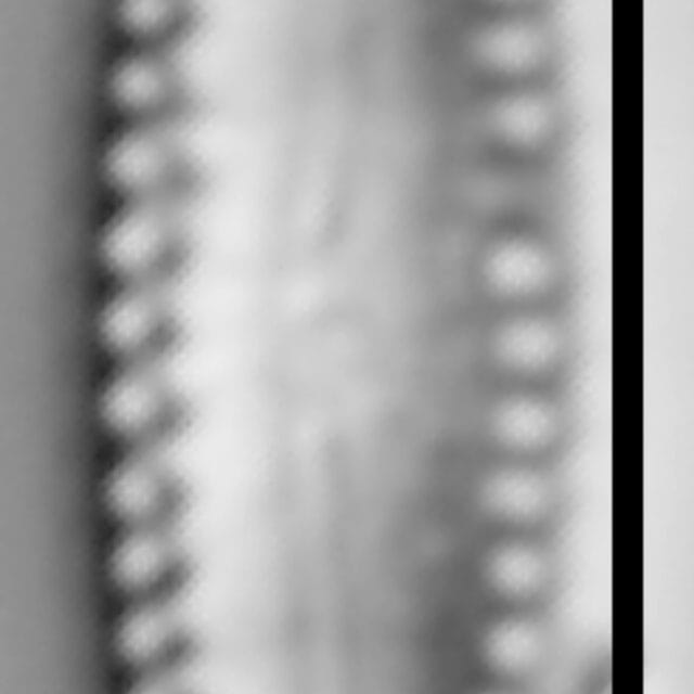 Diatomella balfouriana LM5