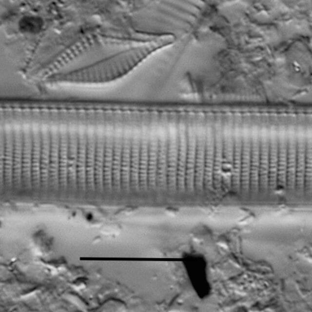 Duplicate Angustata 113210B 005